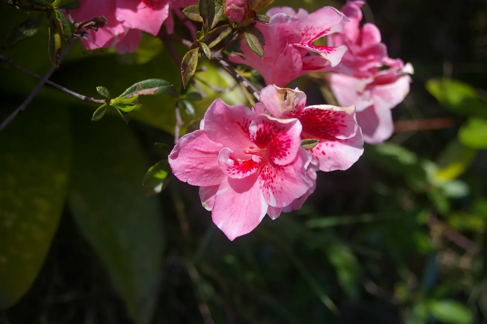 Korean Azalea (Rhododendron poukhanense) — It's a compact shrub, reaching 3-6 feet high with an equal spread