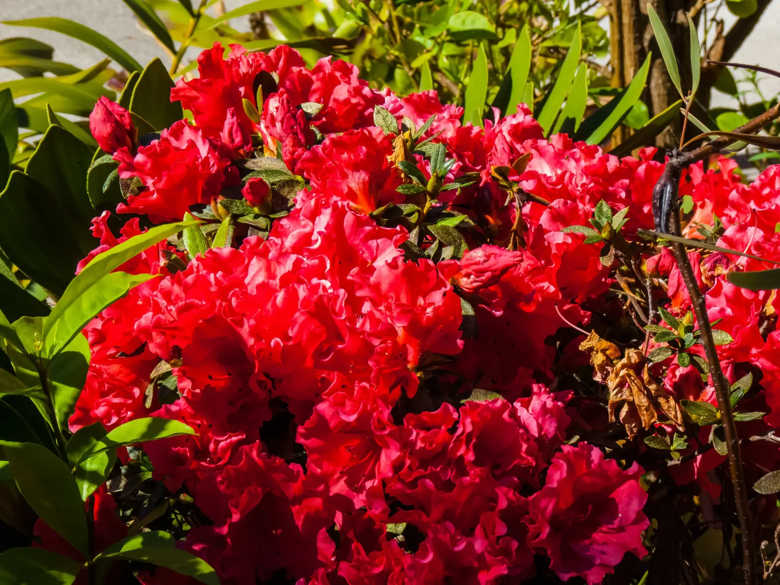 Korean Azalea (Rhododendron poukhanense) — poukhanense) is an exceptional shrub