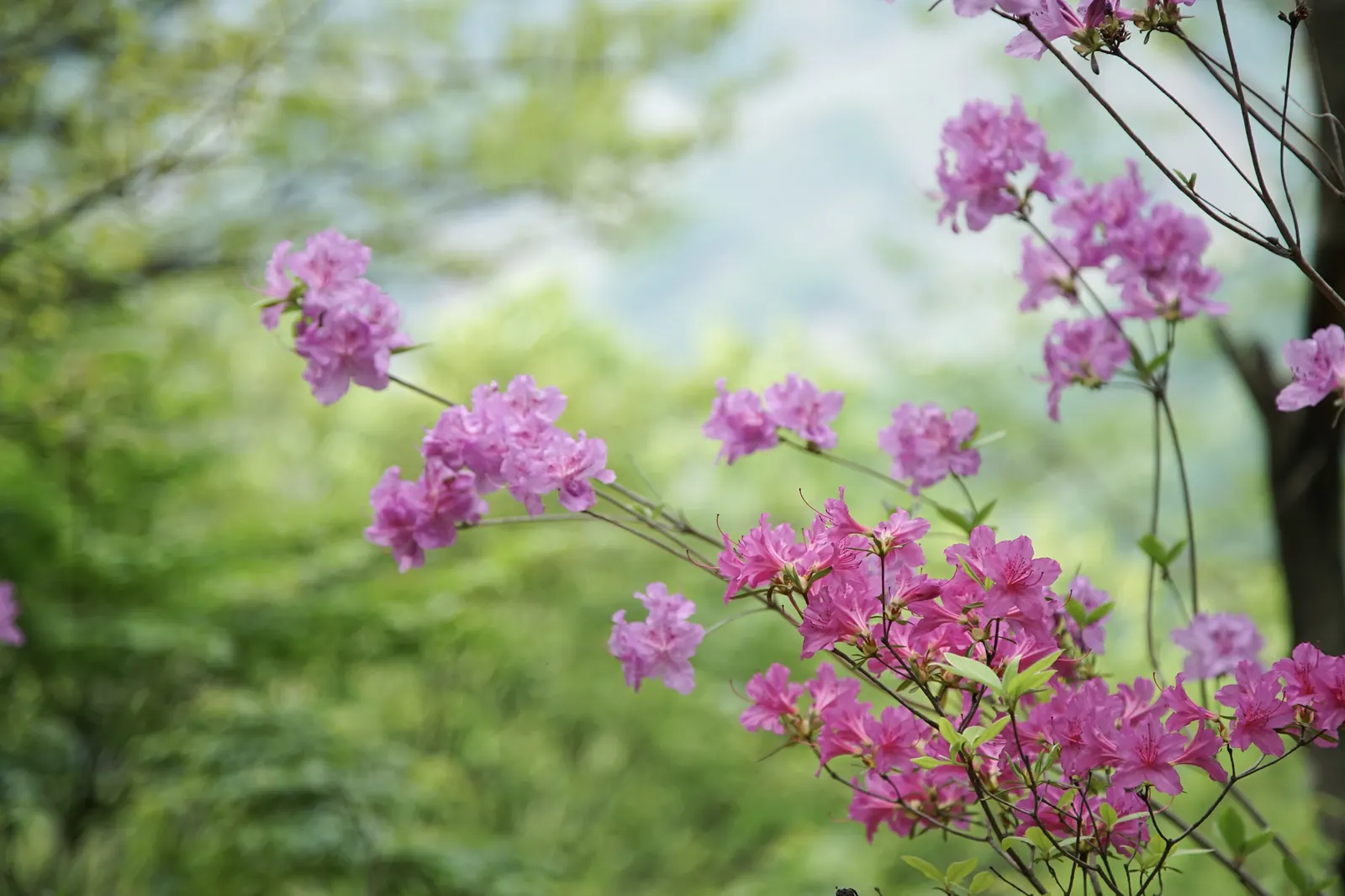 Korean Azalea (Rhododendron poukhanense) — each approximately 1.5 to 2 inches across