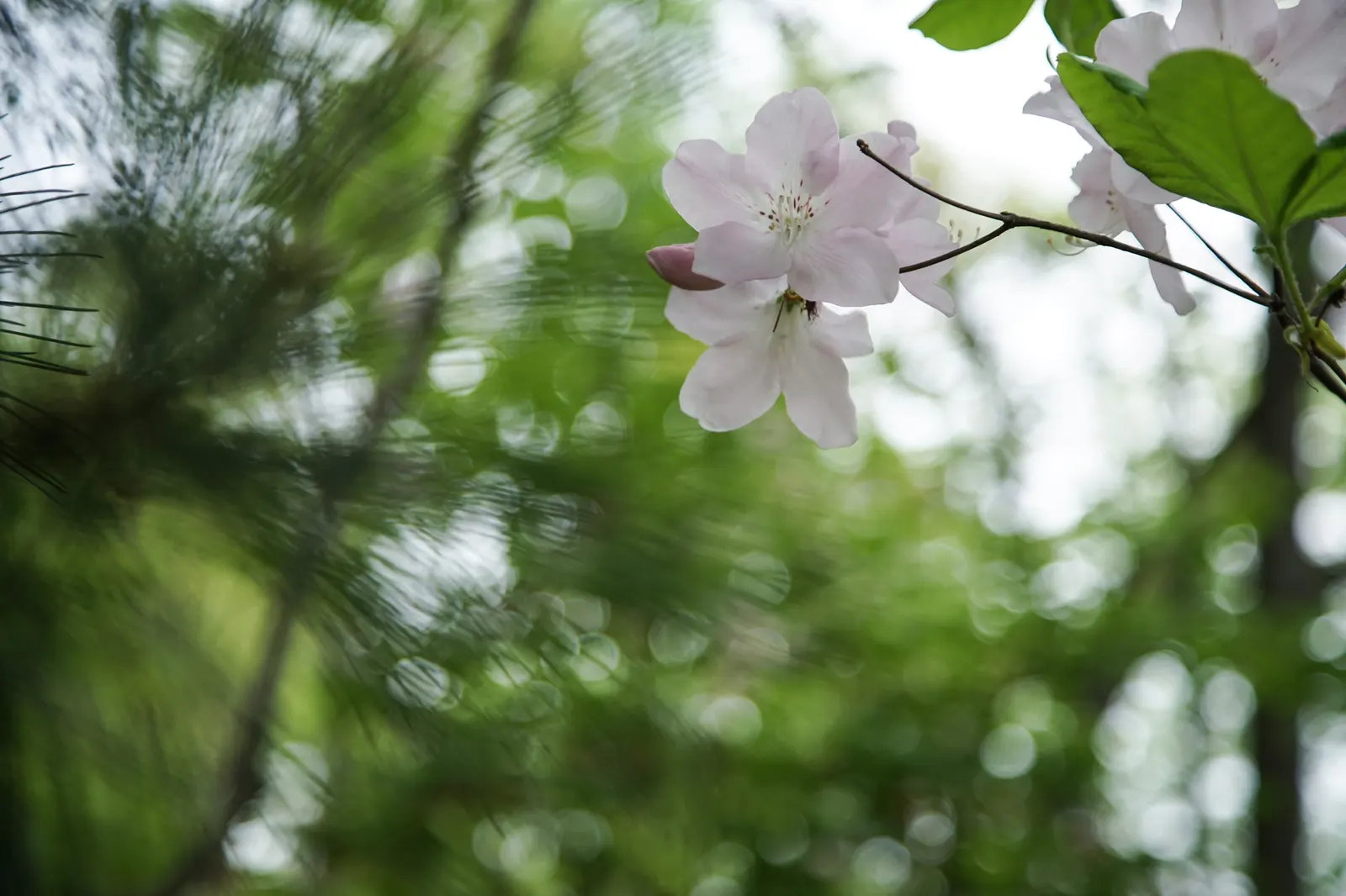 Korean Azalea (Rhododendron poukhanense) — celebrated for its vibrant floral display and resilience in diverse landscapes