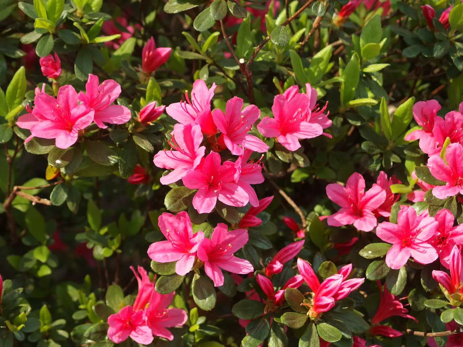 Korean Azalea (Rhododendron poukhanense) — provided they are sufficiently watered during dry spells