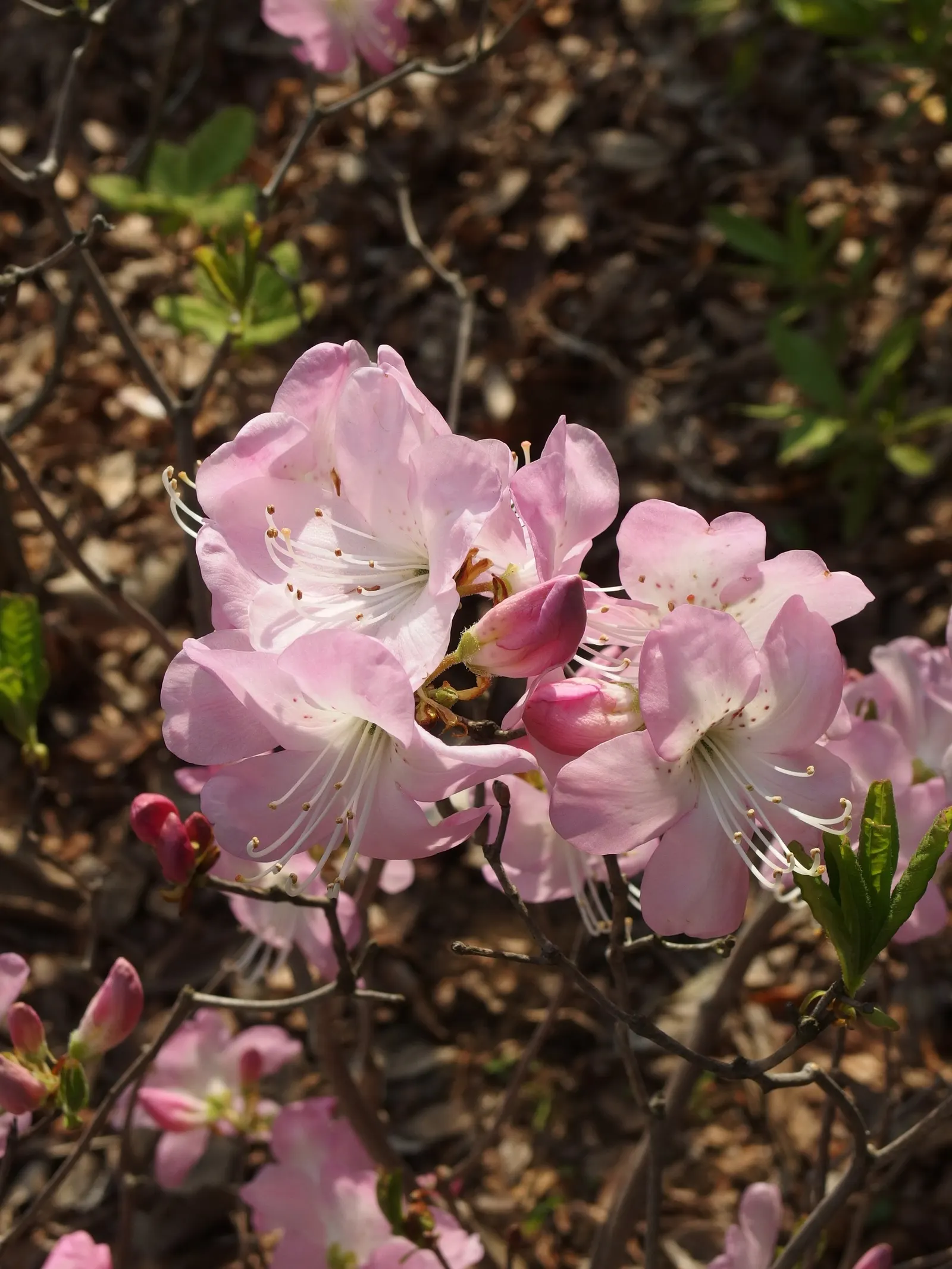 Korean Azalea (Rhododendron poukhanense) — poukhanense) thrives in zones 4-8, preferring partial shade; showcasing a remarkable cold hardiness that makes it a