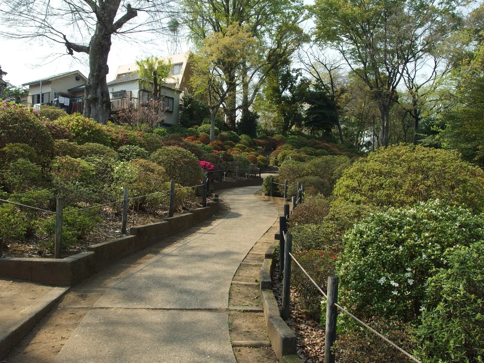 Korean Azalea (Rhododendron poukhanense) — poukhanense) thrives in zones 4-8, preferring partial shade