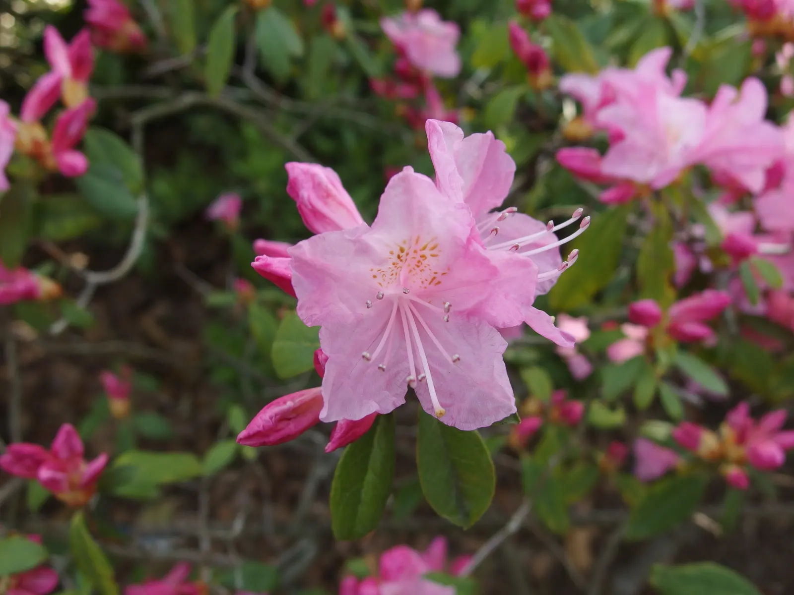 Korean Azalea (Rhododendron poukhanense) — making it a charming addition to both formal and informal settings