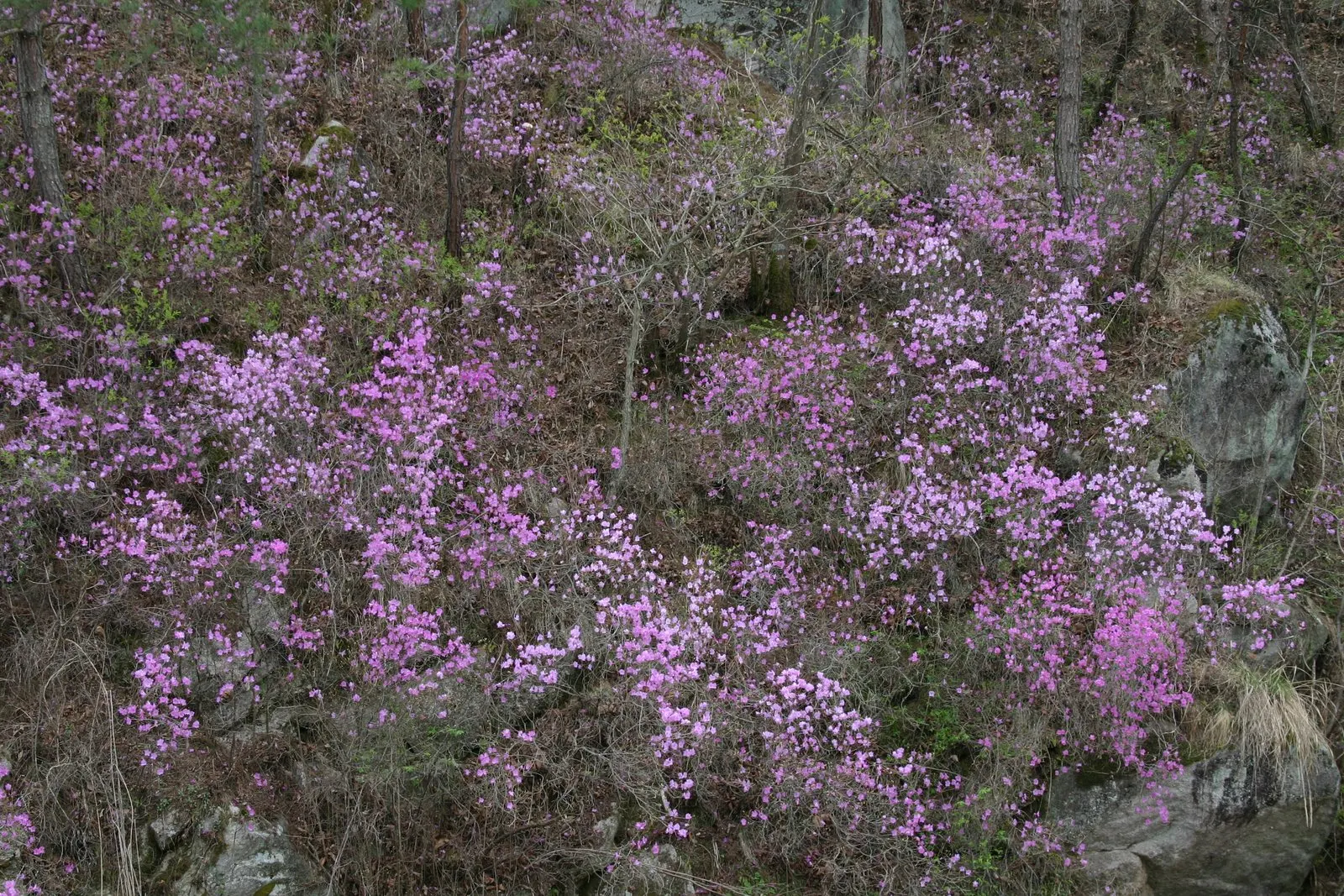 Korean Azalea (Rhododendron poukhanense) — with an equal or slightly greater spread of 4 to 5 feet