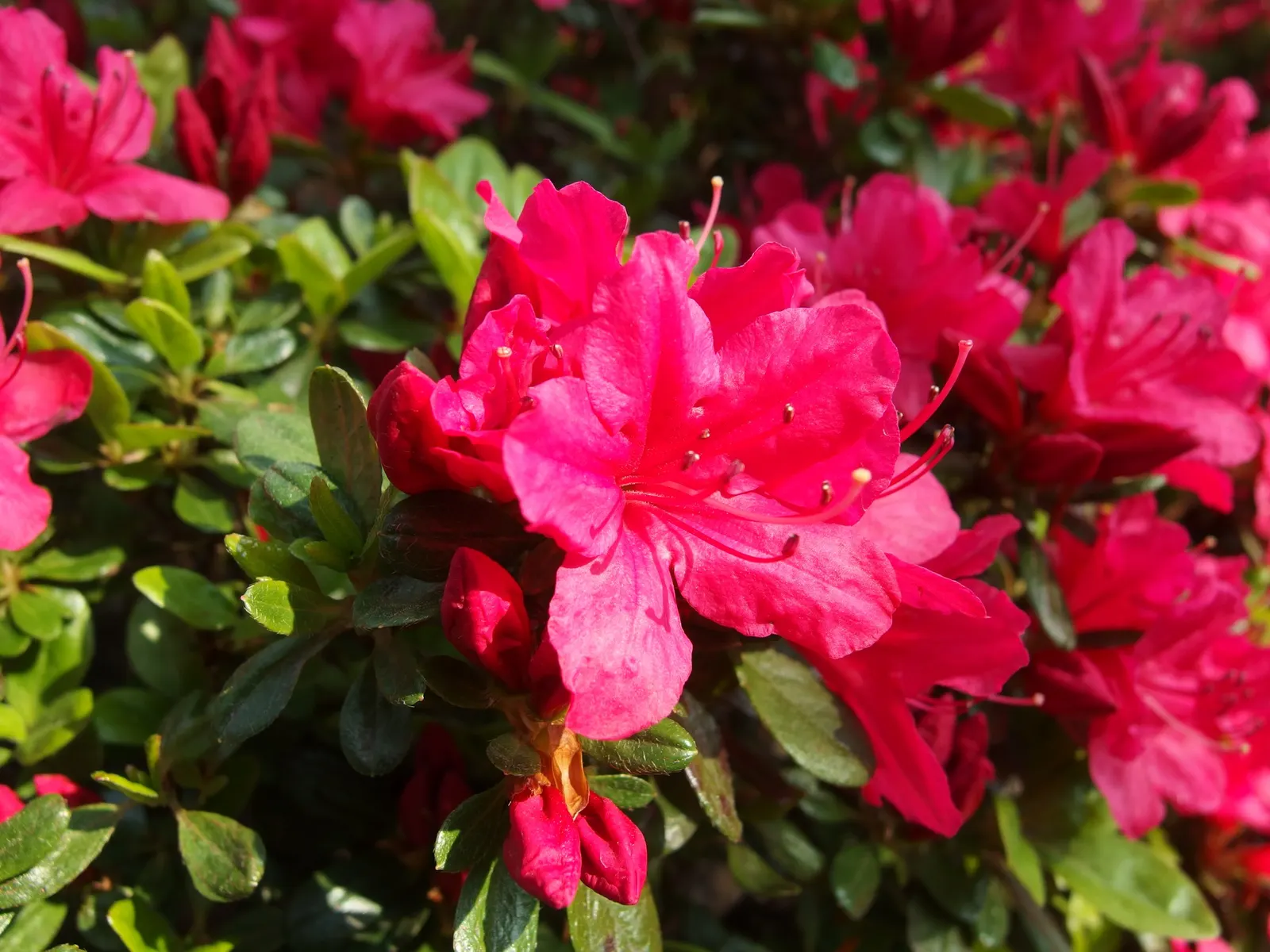 Korean Azalea (Rhododendron poukhanense) — celebrated for its vibrant floral display and resilience in diverse landscapes; the maintenance of Korean Azalea is
