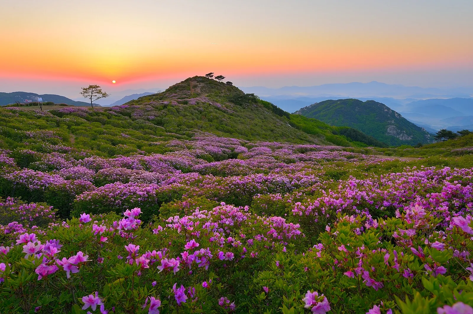 Korean Azalea (Rhododendron poukhanense) — enticing a wide array of beneficial insects to the garden.<br><br>For optimal growth
