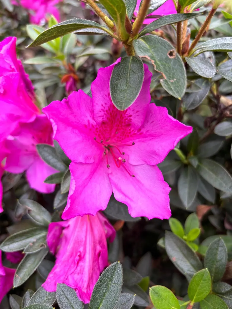 Korean Azalea (Rhododendron poukhanense) — Low-maintenance, it's ideal for mass planting or foundation settings