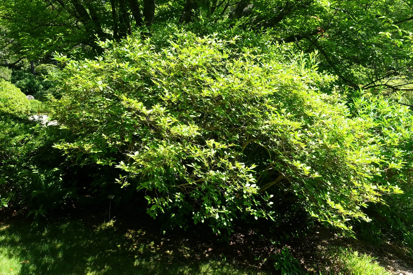 Korean Azalea (Rhododendron poukhanense) — shrub with violet blooms