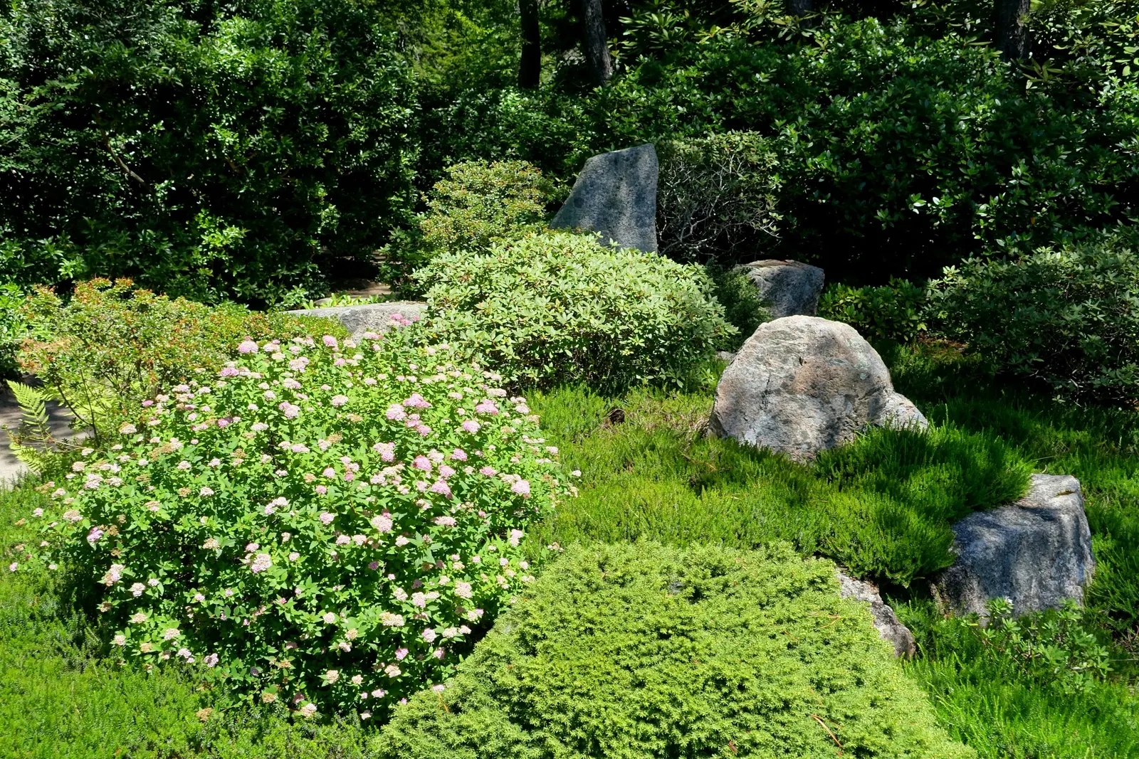 Korean Azalea (Rhododendron poukhanense) — the maintenance of Korean Azalea is relatively straightforward