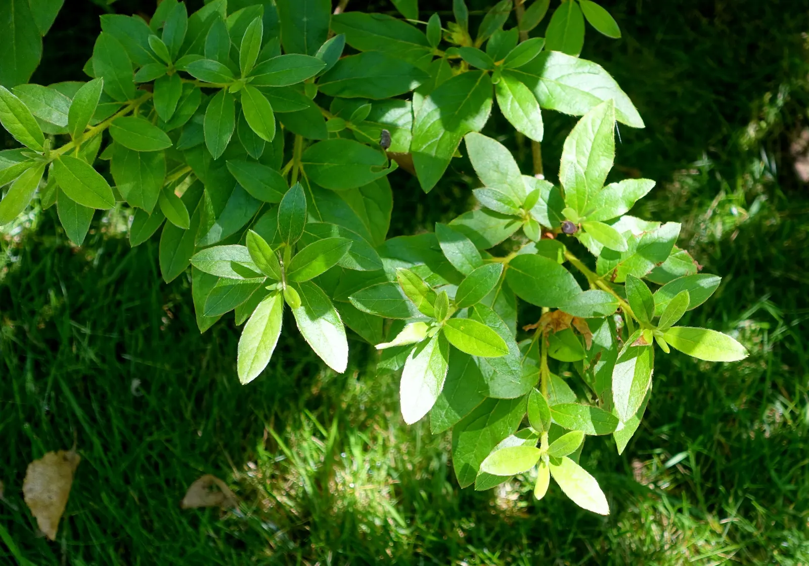 Korean Azalea (Rhododendron poukhanense) — violet flowers in the garden