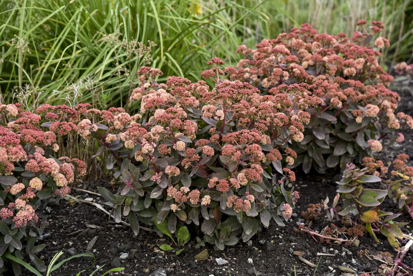 'Tiramisu' Stonecrop (Sedum hybrid) — The Sedum hybrid 'Tiramisu' is a mounded stonecrop with bronze-green foliage