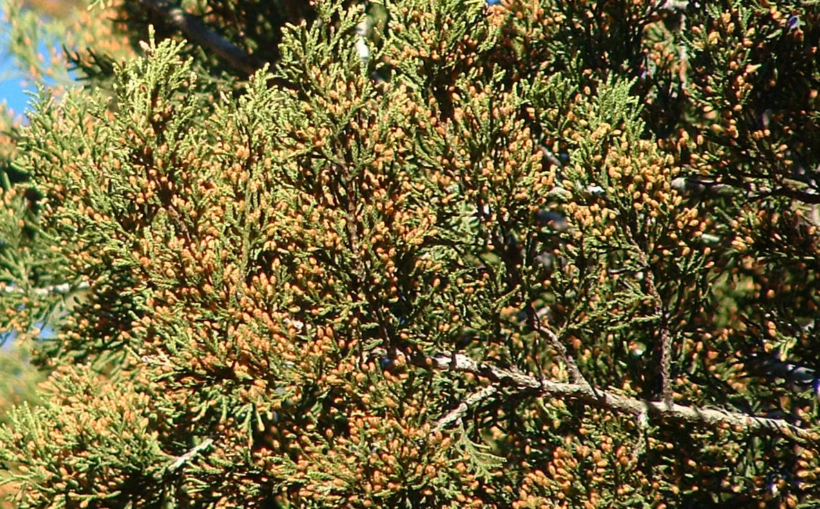 Ashe Juniper (Juniperus Ashei) — It typically grows 10-30 feet tall with a spread of 10-15 feet, boasting a dense, conical form