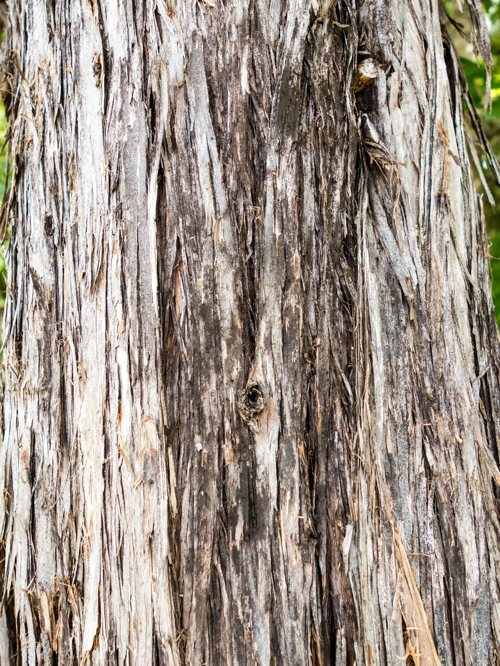 Ashe Juniper (Juniperus Ashei) — evergreen conifer renowned for its resilience and distinctive aroma