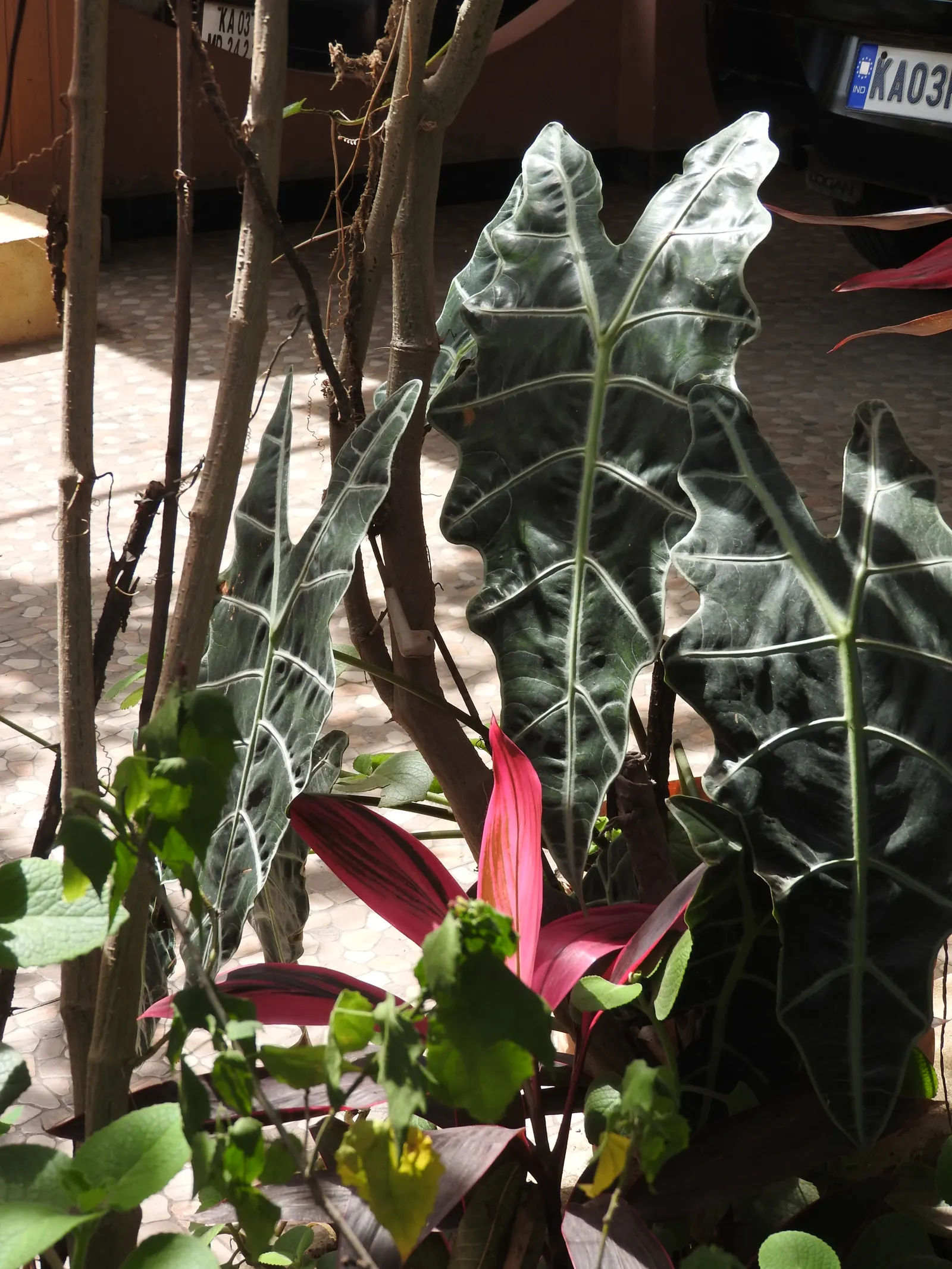 Kris Plant (Alocasia Sanderiana) — Kris Plant's height spans up to 6 feet with a spread of 2-3 feet