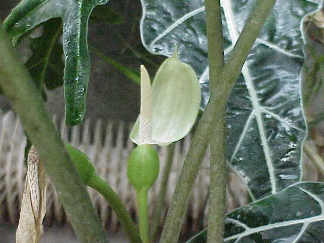 Kris Plant (Alocasia Sanderiana) — which can grow up to 18 inches long