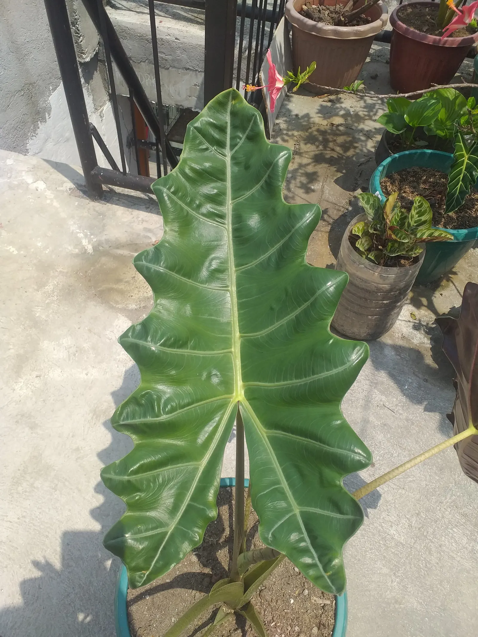 Kris Plant (Alocasia Sanderiana) — Its growth height can reach up to 4 feet with a similar spread