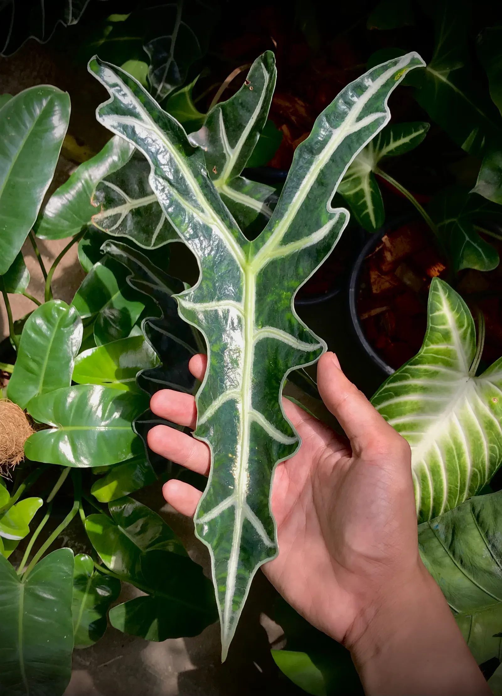Kris Plant (Alocasia Sanderiana) — ornamental appearance.<br><br>Thriving best in USDA Hardiness Zones 10b to 11