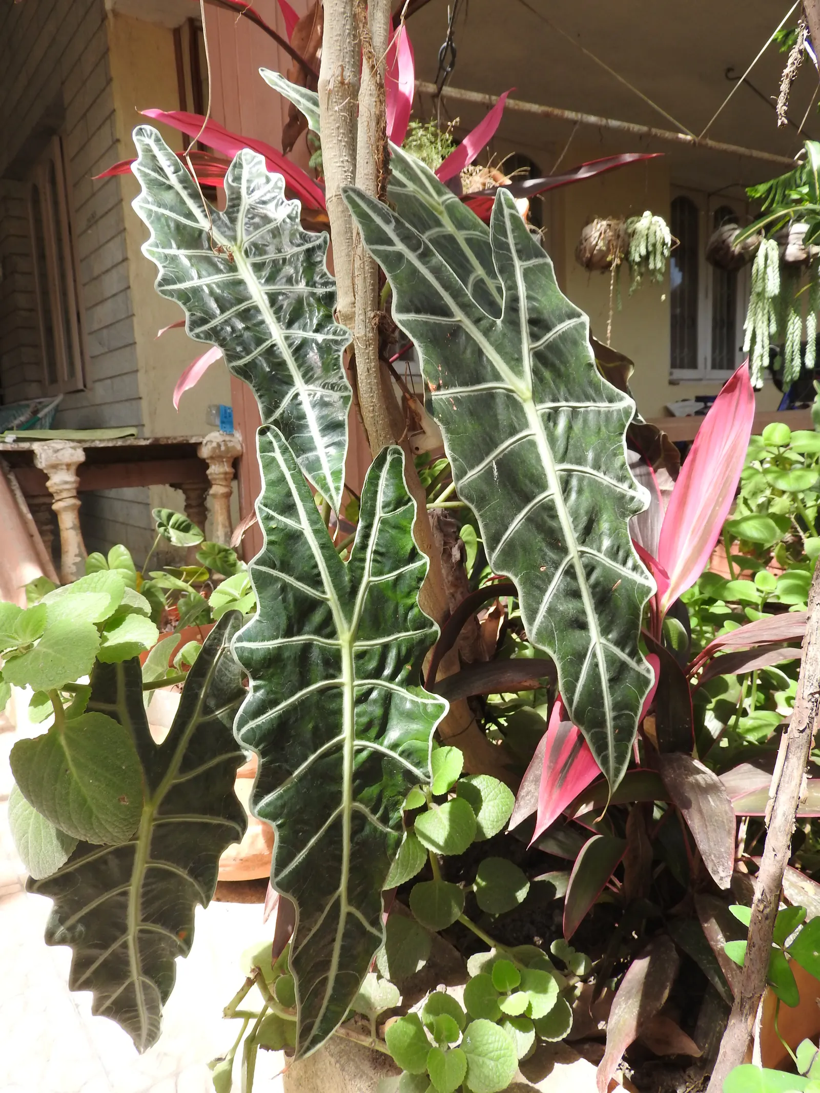 Kris Plant (Alocasia Sanderiana) — is a striking species from the Araceae family
