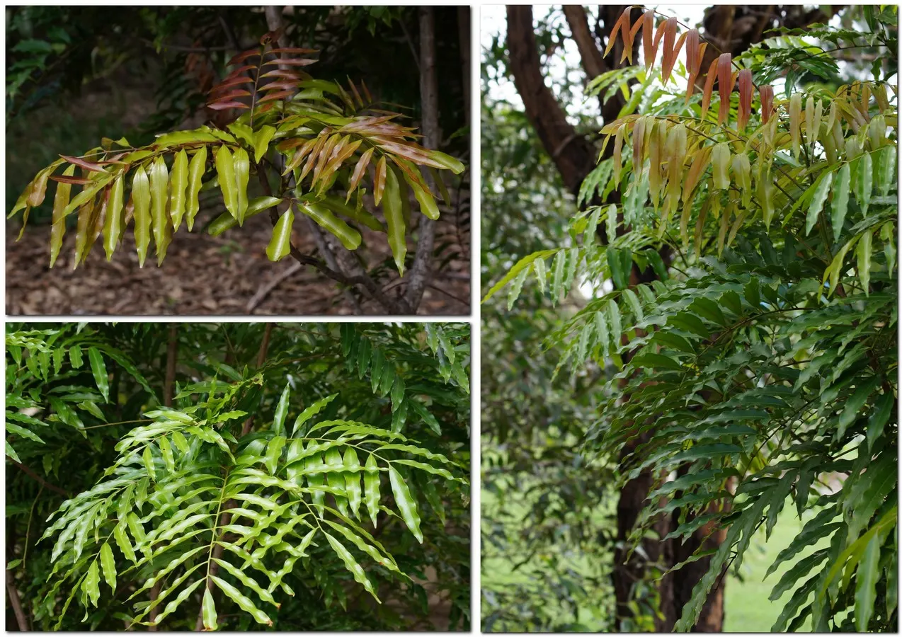 Kris Plant (Alocasia Sanderiana) — These glossy foliage can reach up to 18 inches in length