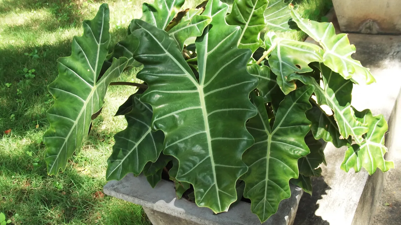 Kris Plant (Alocasia Sanderiana) — making it a considerable statement piece in a garden design