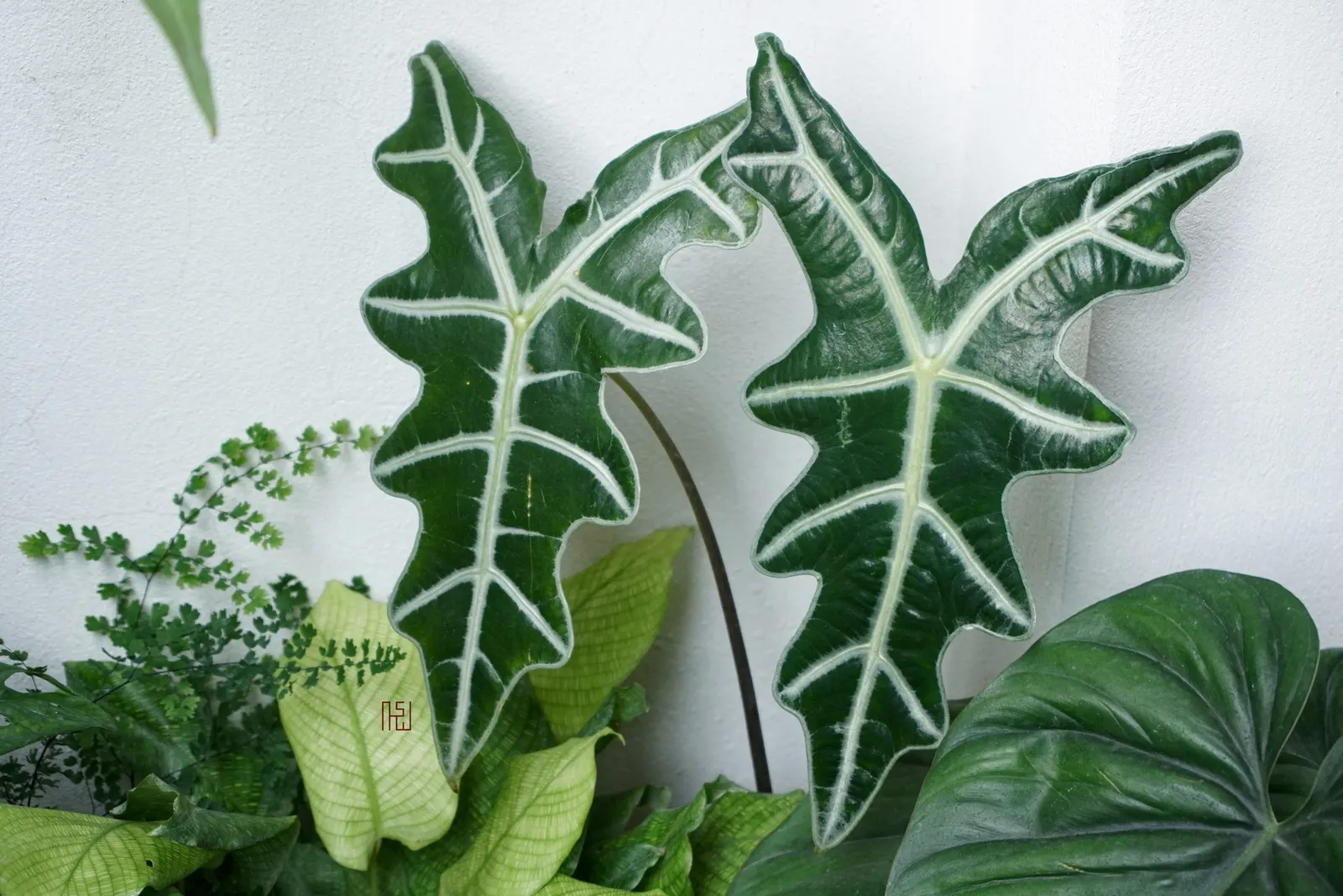 Kris Plant (Alocasia Sanderiana) — but can tolerate partial shade