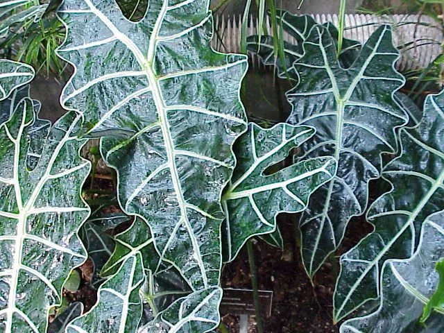 Kris Plant (Alocasia Sanderiana) — reminiscent of its native Philippine rainforests