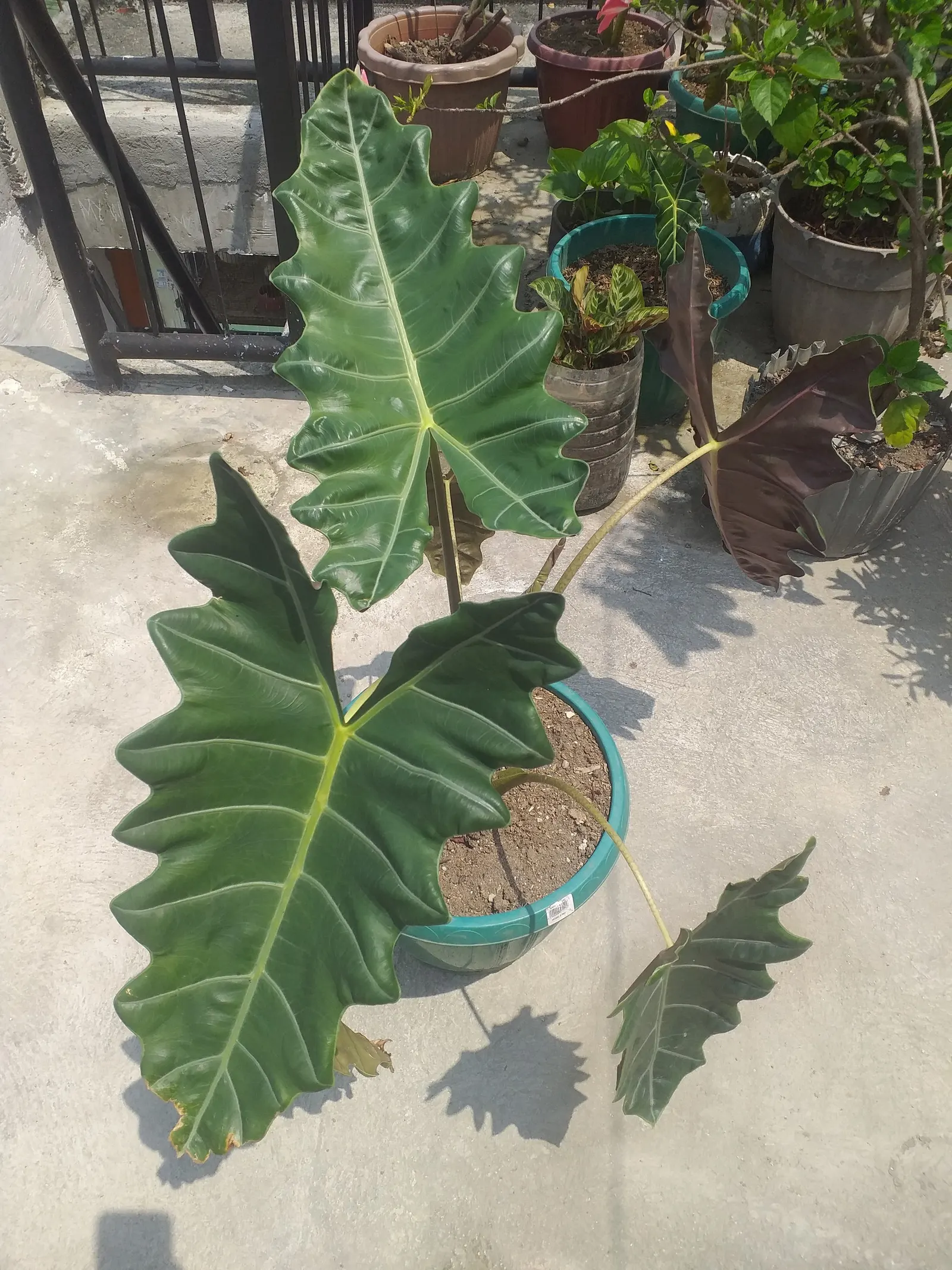 Kris Plant (Alocasia Sanderiana) — <br><br>Alocasia sanderiana demands well-draining soil rich in organic matter