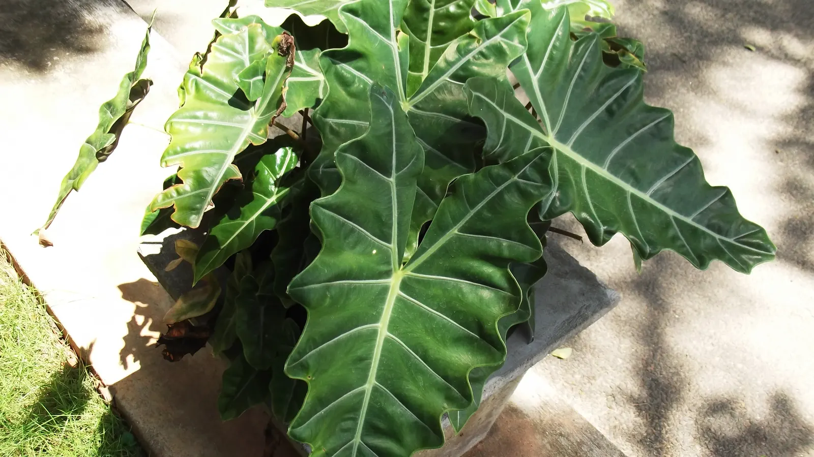 Kris Plant (Alocasia Sanderiana) — including misting and removal of any spent foliage