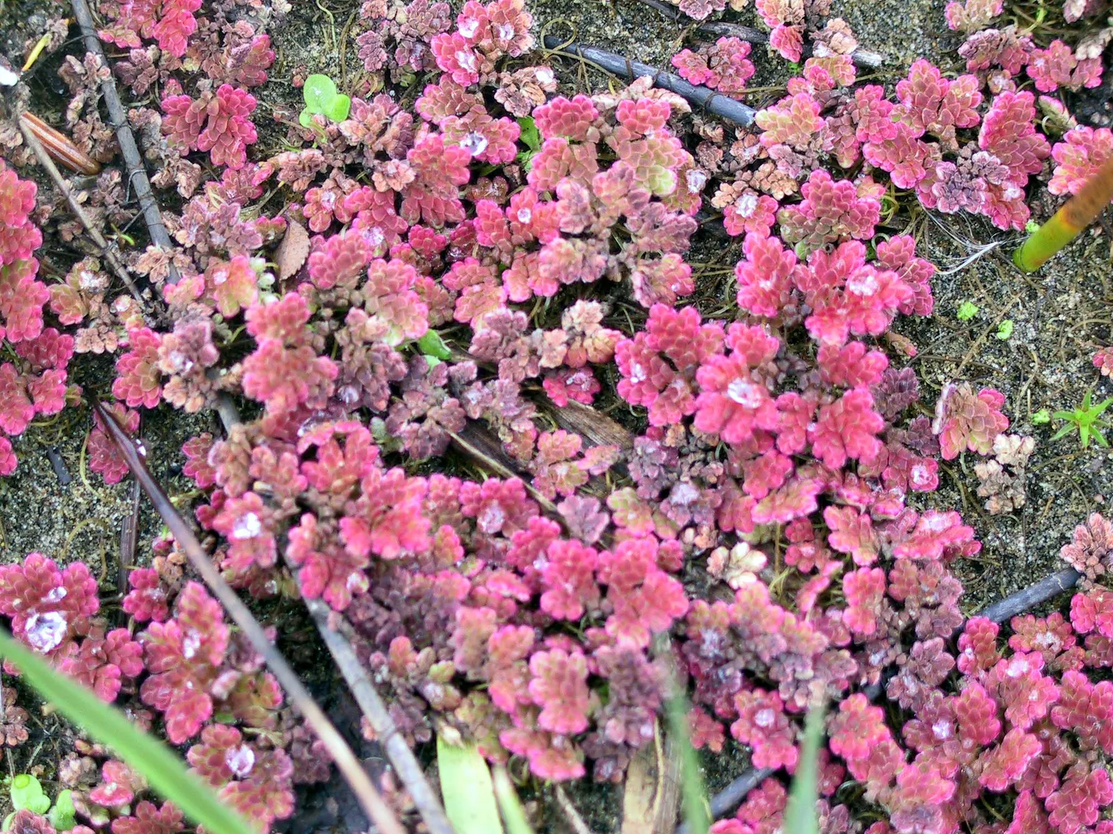 Kris Plant (Alocasia Sanderiana) — the plant resembles the undulating blade of a kris dagger