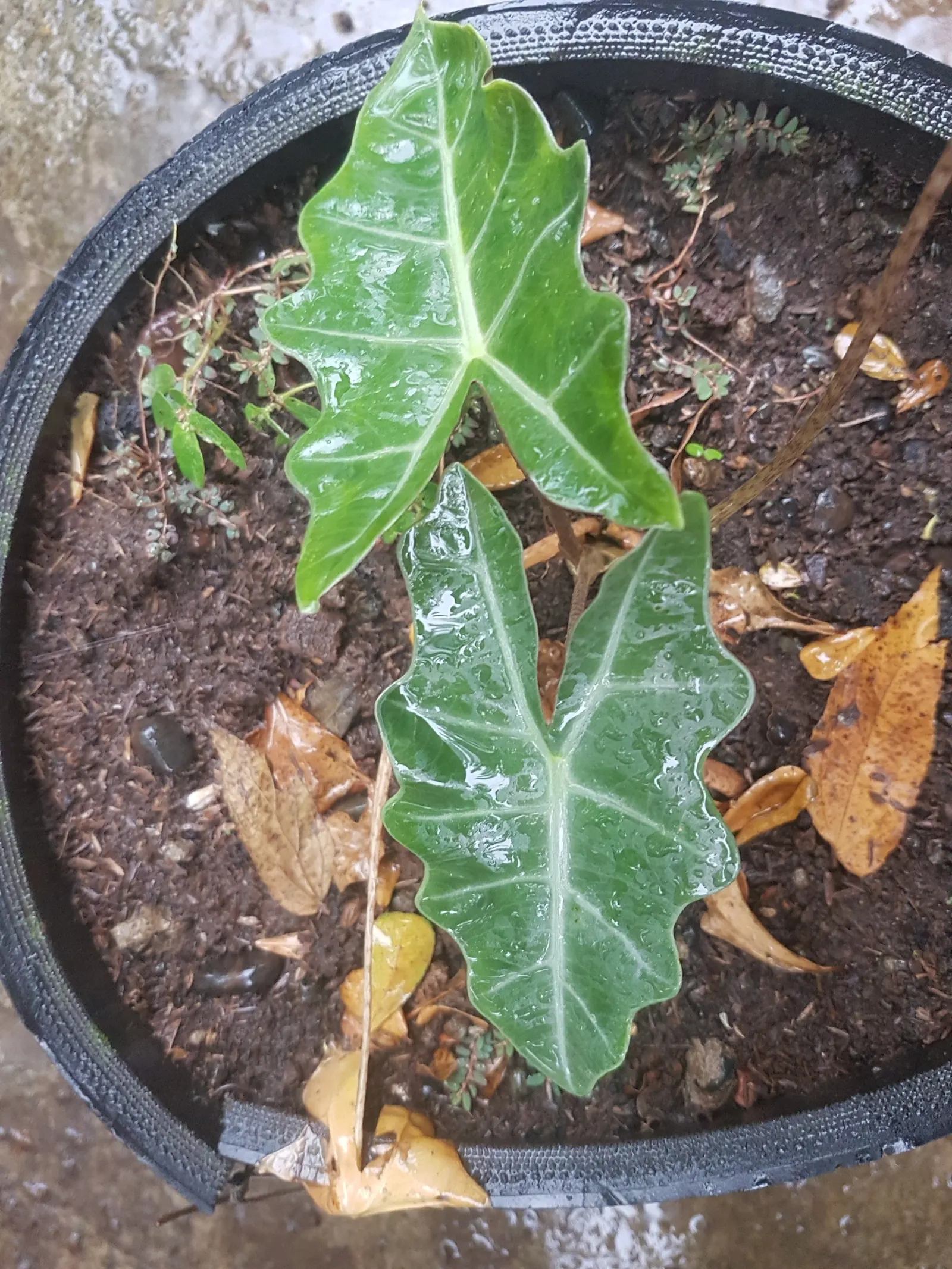 Kris Plant (Alocasia Sanderiana) — simulating the canopy conditions of its origin