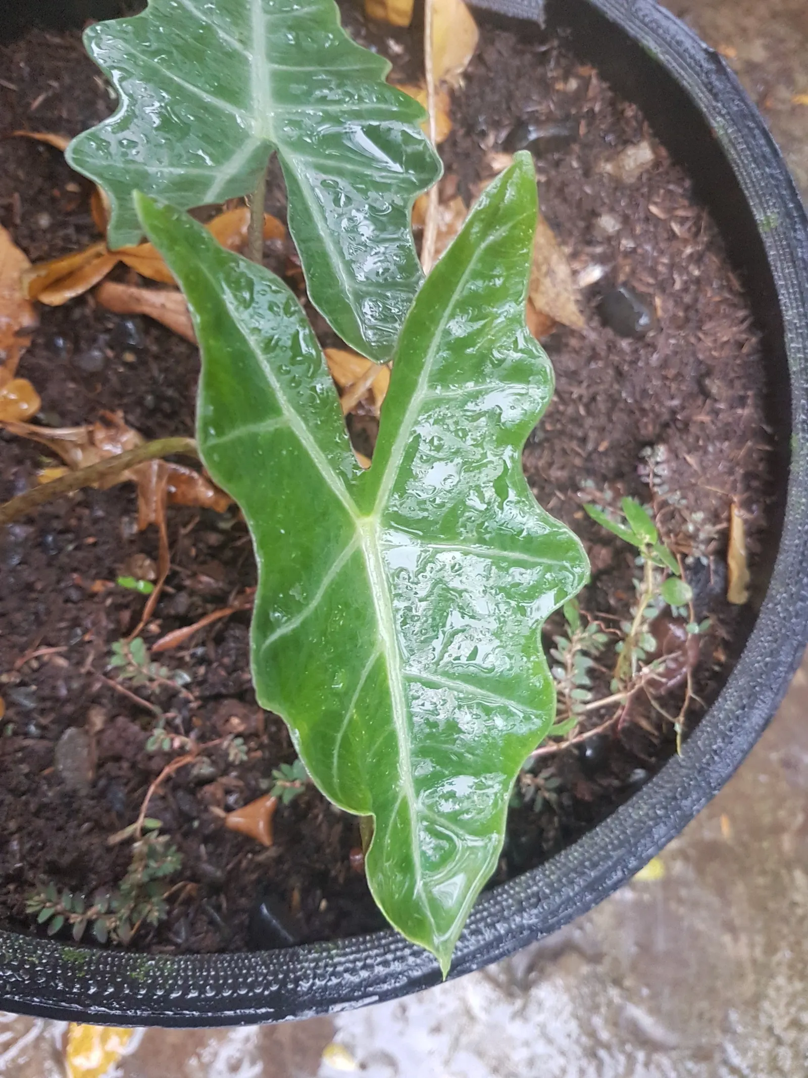 Kris Plant (Alocasia Sanderiana) — the Kris Plant prefers a warm