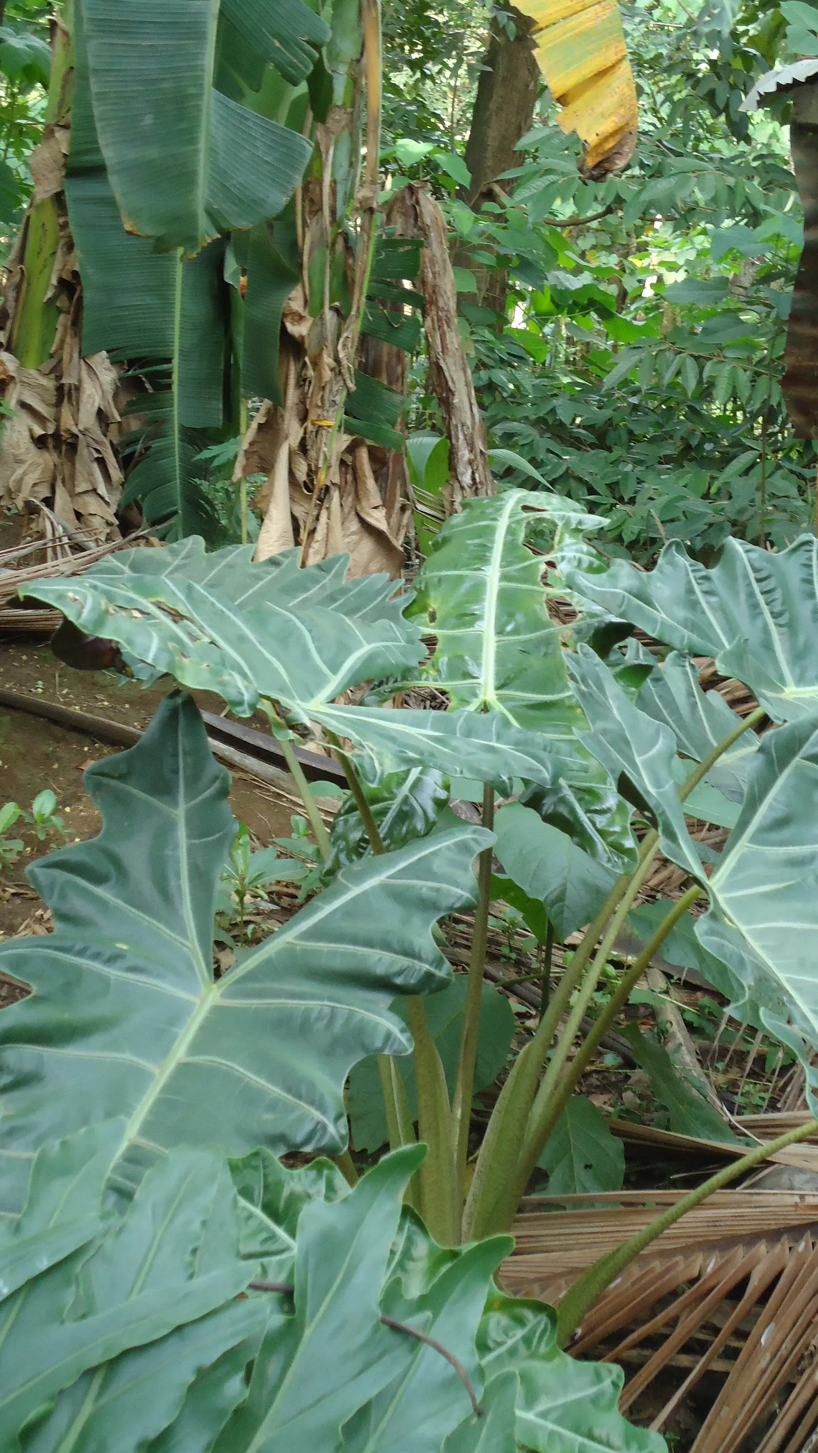 Kris Plant (Alocasia Sanderiana) — giving this plant a dramatic