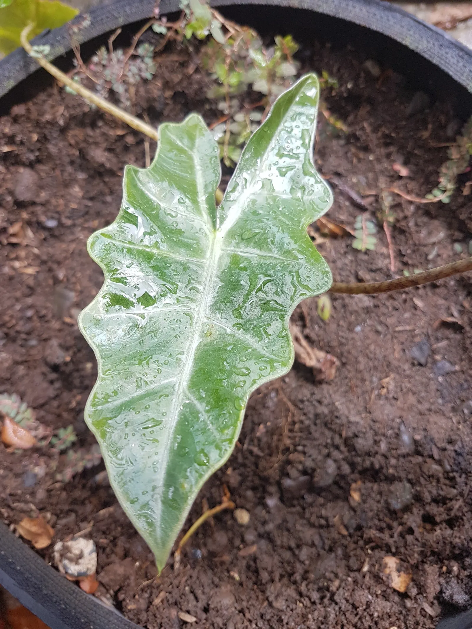 Kris Plant (Alocasia Sanderiana) — Care should be taken when handling this plant