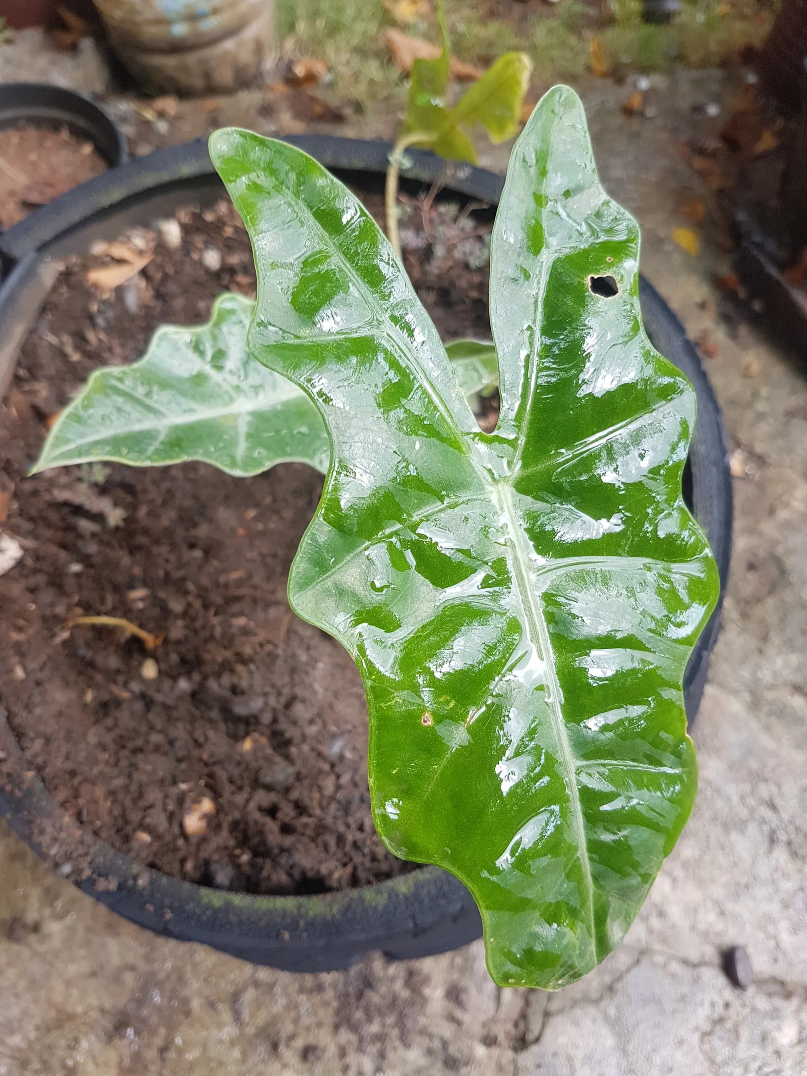 Kris Plant (Alocasia Sanderiana) — commonly referred to as the Kris Plant