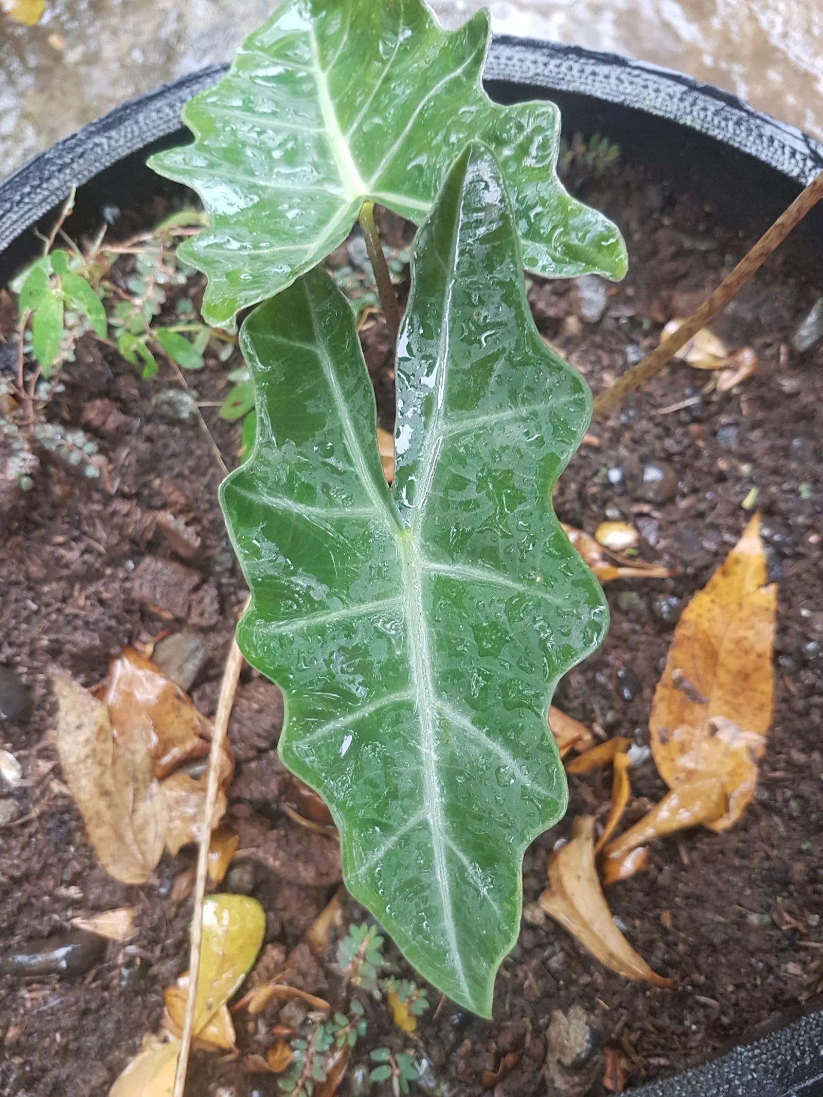 Kris Plant (Alocasia Sanderiana) — and consistent moisture with proper drainage to prevent root rot