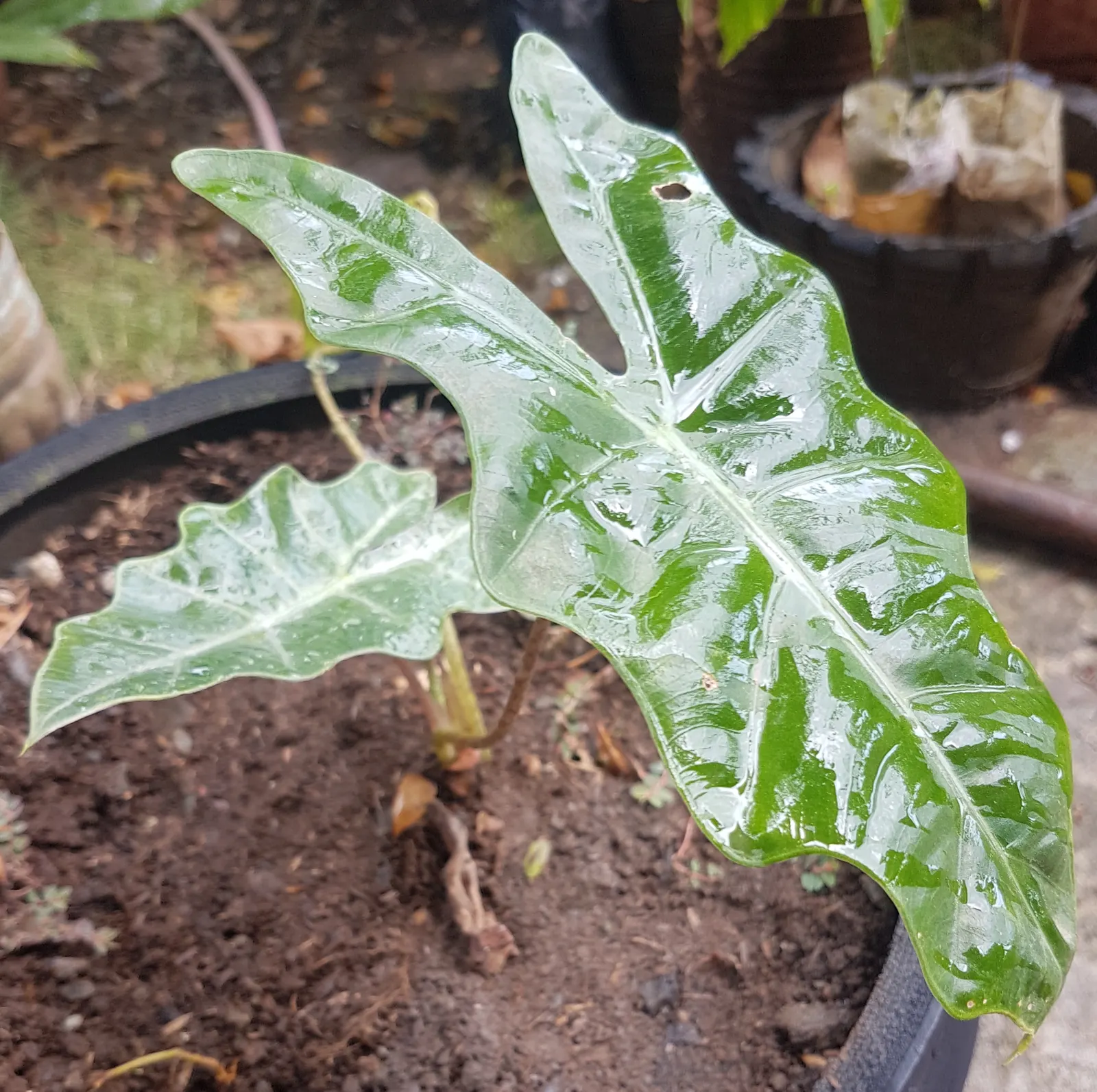 Kris Plant (Alocasia Sanderiana) — Thriving in USDA zones 10-11, it requires partial shade and well-draining, moist soil
