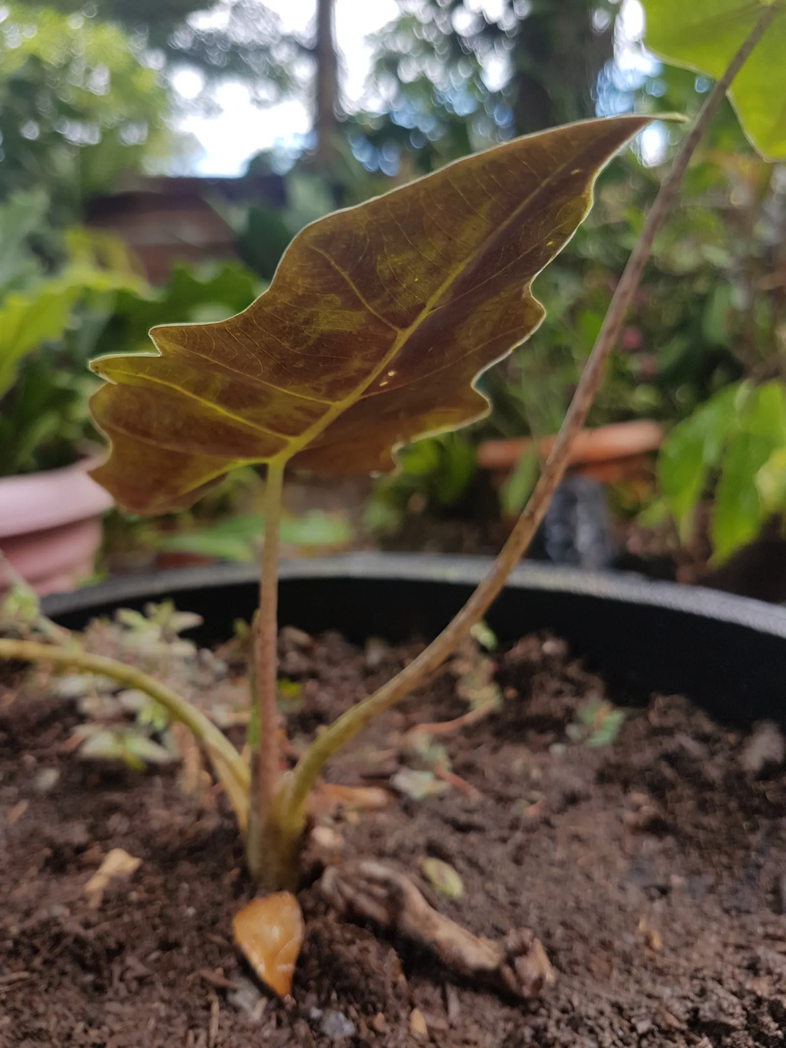 Kris Plant (Alocasia Sanderiana) — closely aligned with the exotic flair of tropical landscapes