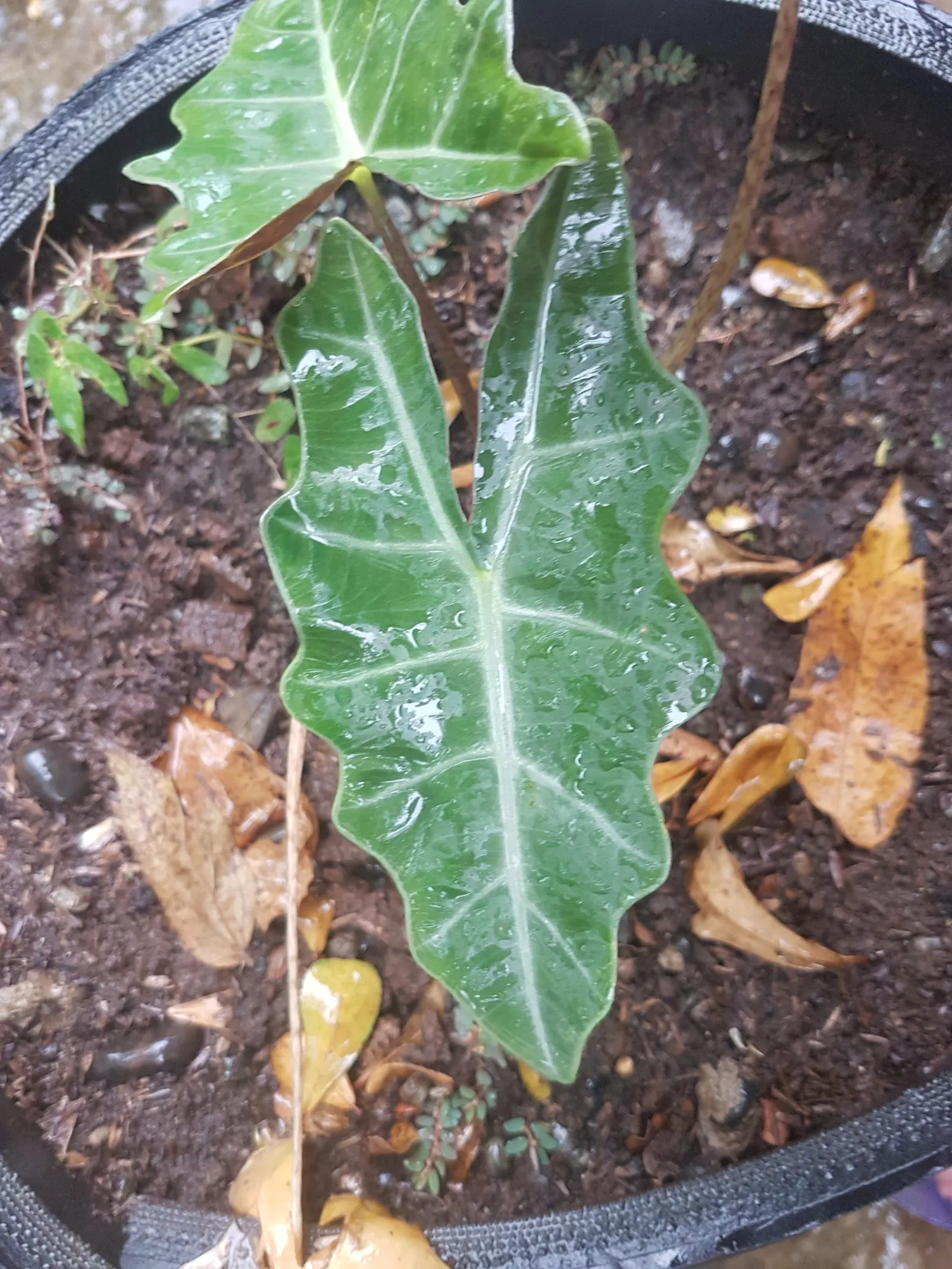 Kris Plant (Alocasia Sanderiana) — tropical ambiance and creates a focal point with its deep hues and intricate leaf patterns