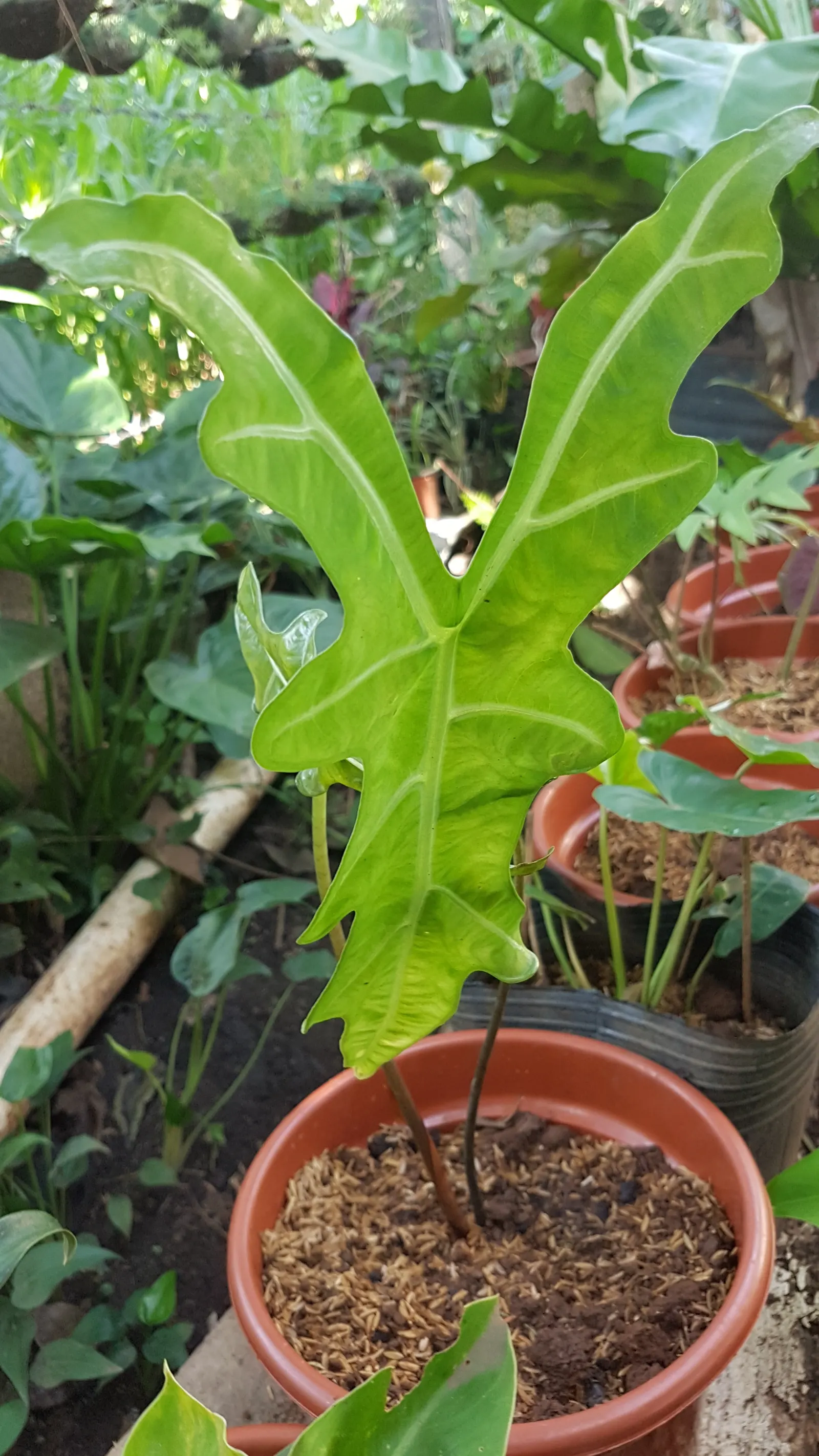Kris Plant (Alocasia Sanderiana) — from which it gets its common name