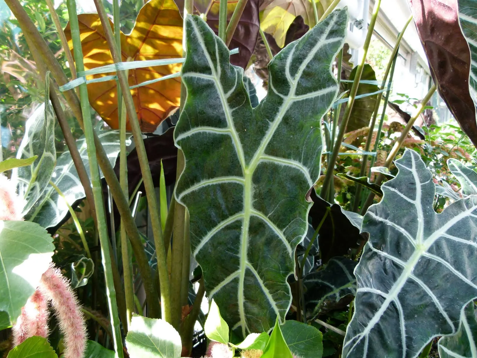 Kris Plant (Alocasia Sanderiana) — deep green leaves are highlighted with prominent silver-white veins