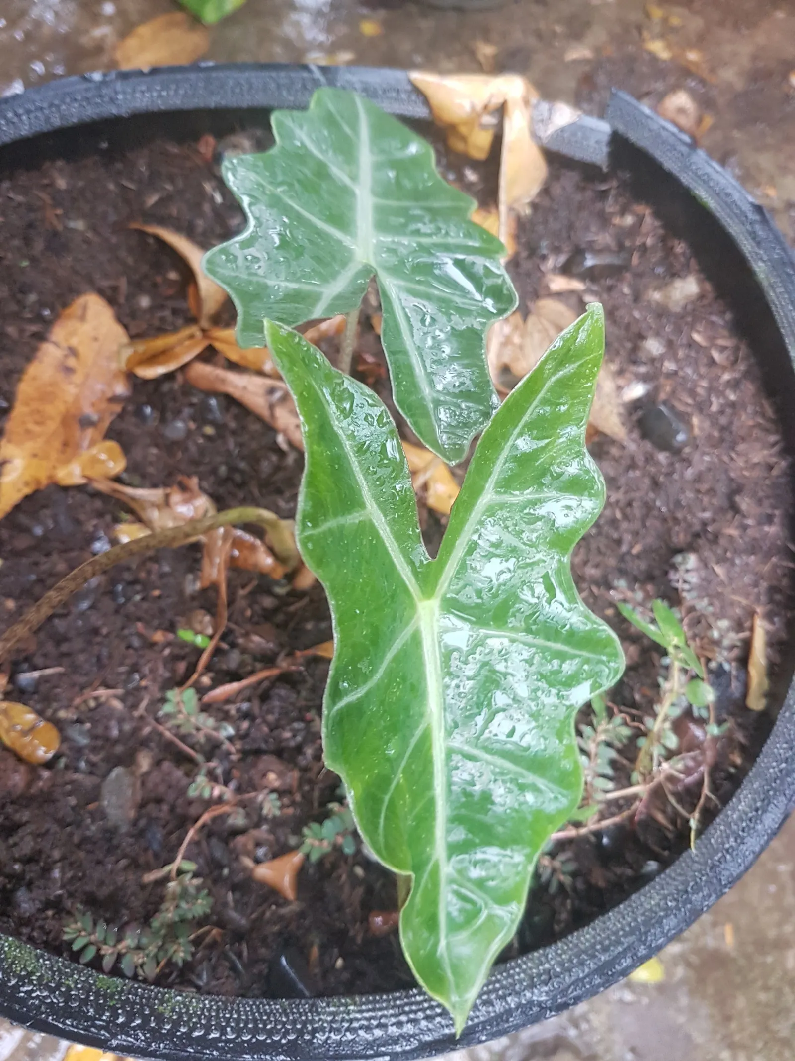 Kris Plant (Alocasia Sanderiana) — wavy-edged leaves with prominent white veins
