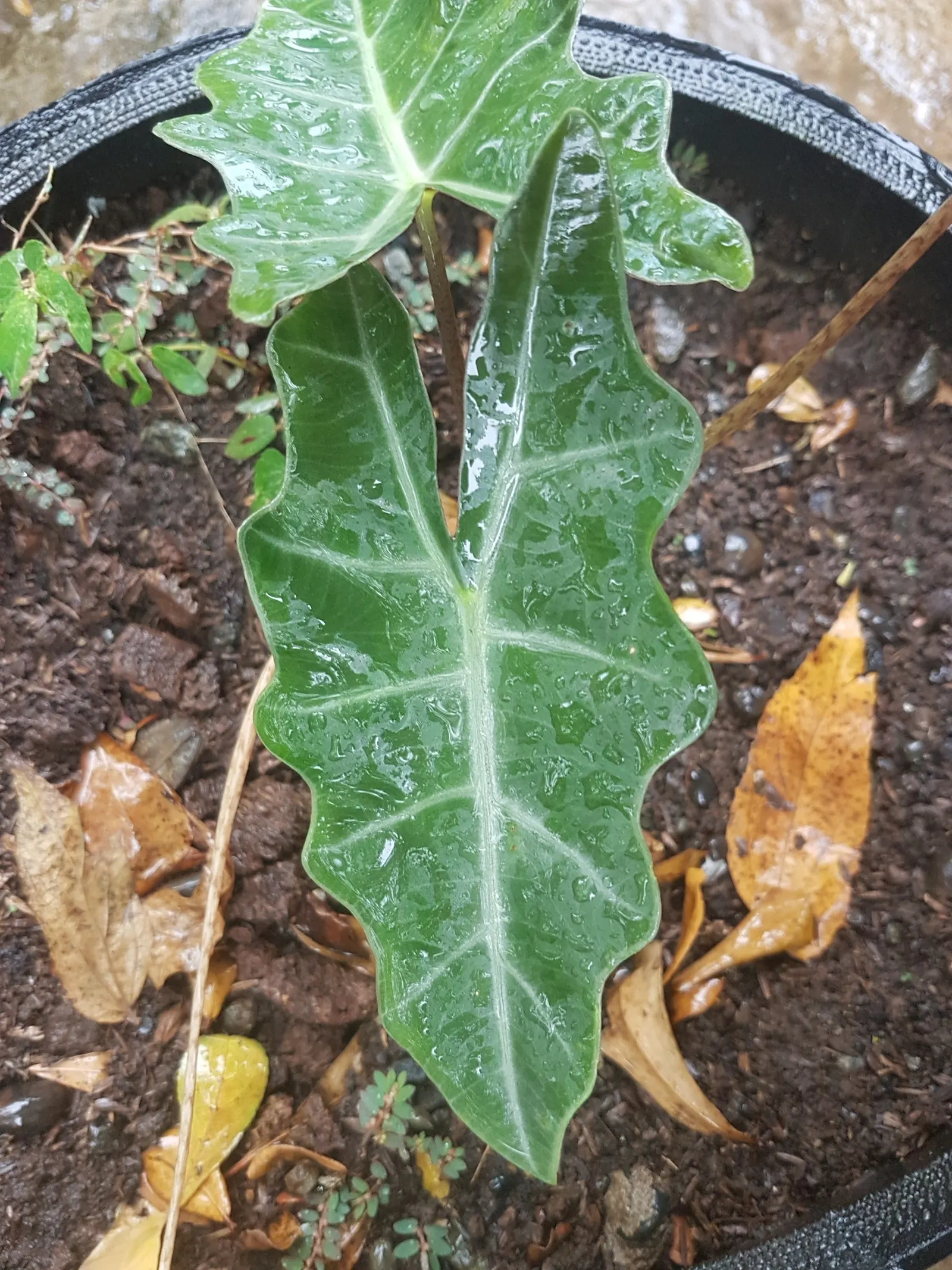 Kris Plant (Alocasia Sanderiana) — Full sun exposure should be avoided, as it can scorch the delicate leaves