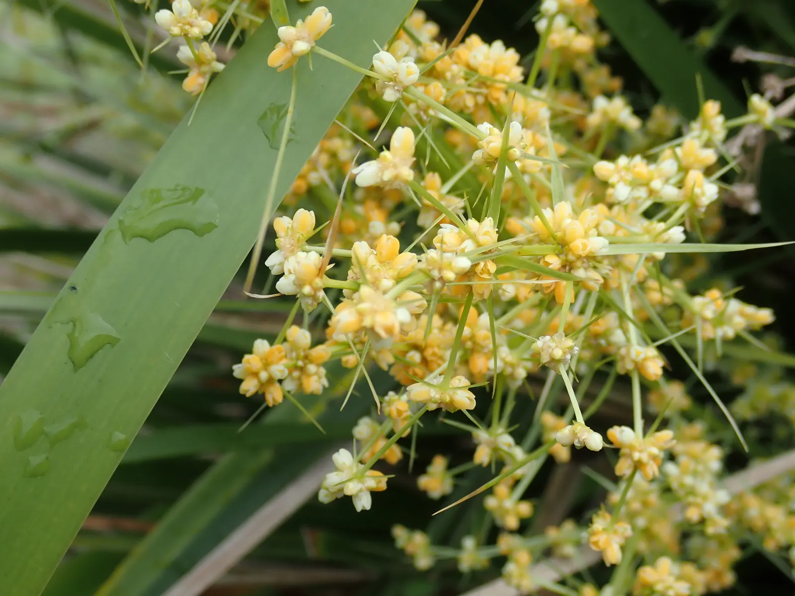 Lomandra (Lomandra Longifolia) — and is an excellent choice for erosion control on slopes; strap-like leaves of Lomandra longifolia, image 64