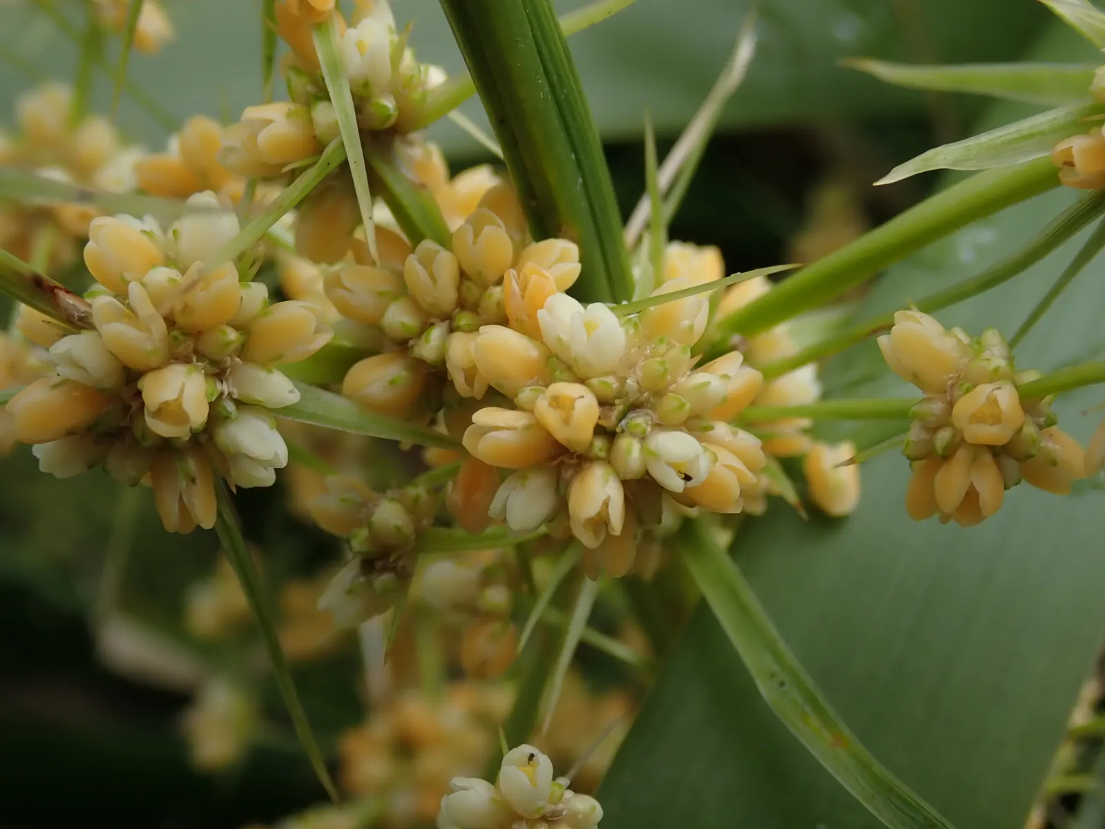 Lomandra (Lomandra Longifolia) — Though these inflorescences are not the main attraction; its durability also makes it suitable for high-traffic, image 59