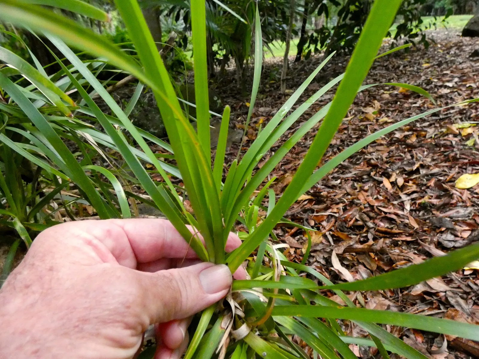 Lomandra (Lomandra Longifolia) — grass-like appearance and resilience in diverse conditions; these plants are known for their low maintenance, image 75