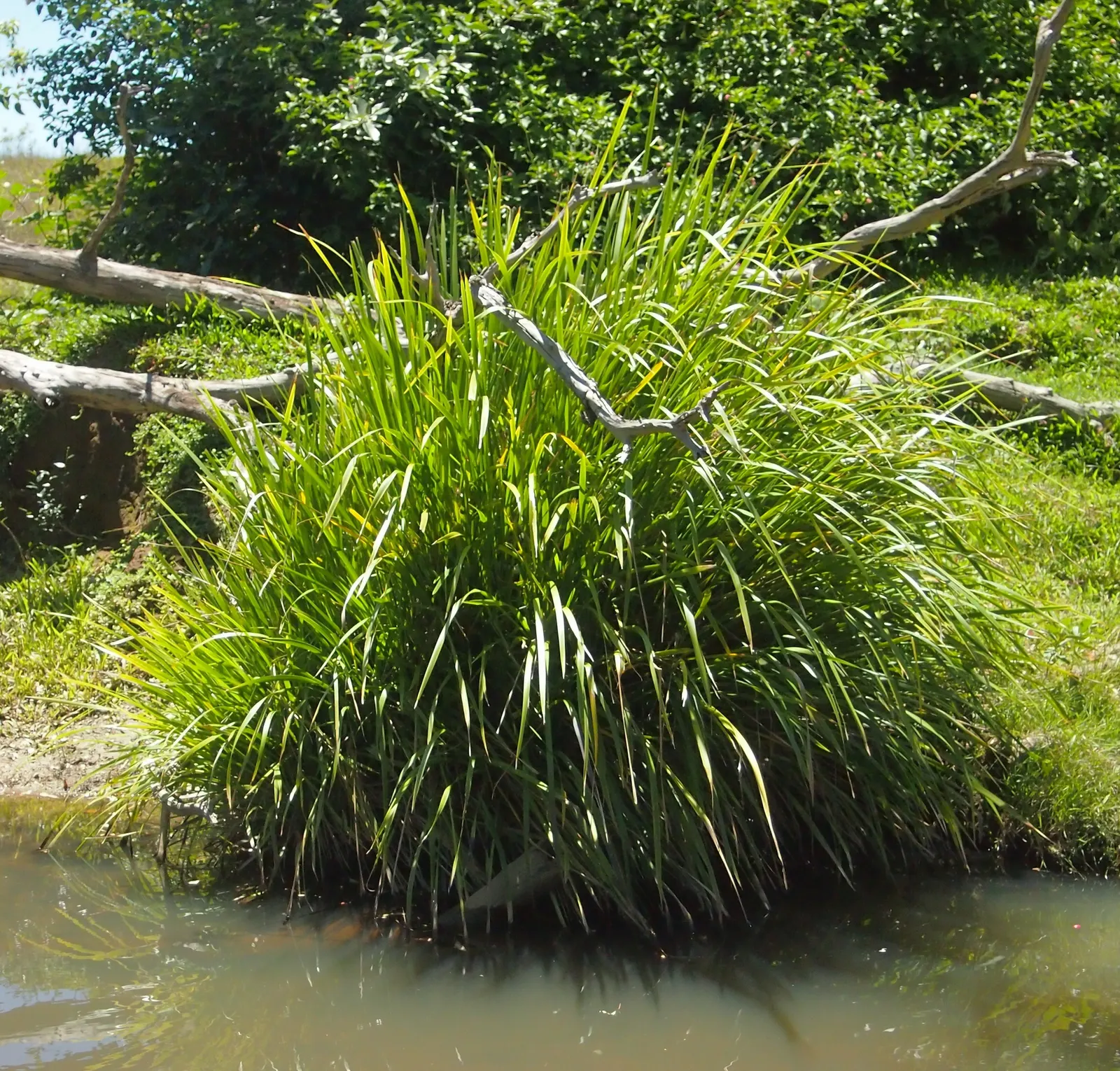 Lomandra (Lomandra Longifolia) — yellow flowers in the garden; grass-like appearance and resilience in diverse conditions, image 90