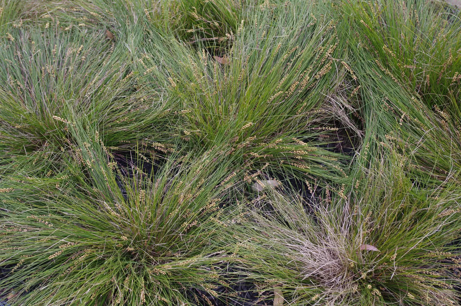 Lomandra (Lomandra Longifolia) — these plants are known for their low maintenance requirements; lomandra longifolia stands up well to coastal, image 85