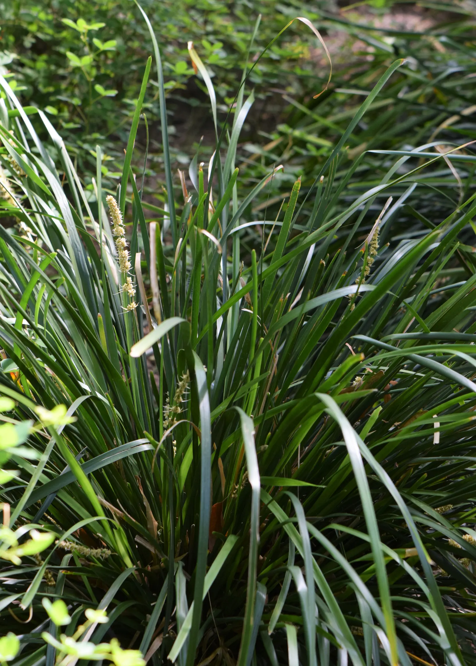 Lomandra (Lomandra Longifolia) — adding to its ornamental value; evergreen plant native to Australia, image 57