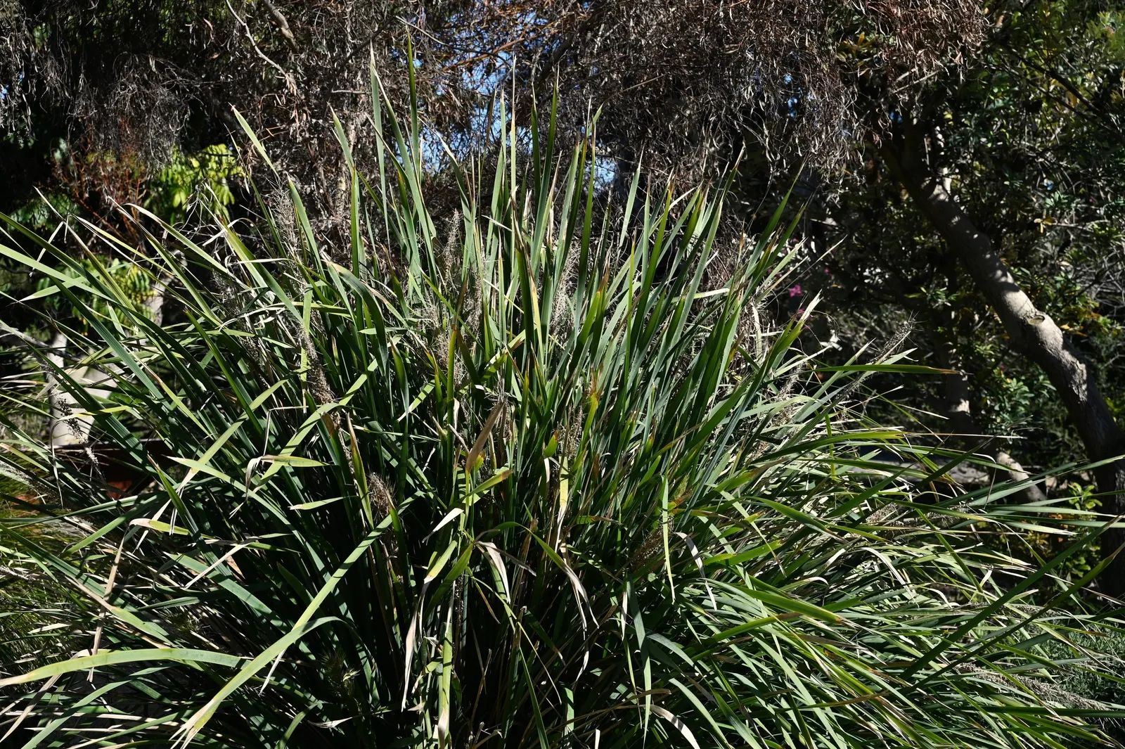 Lomandra (Lomandra Longifolia) — making them an ideal selection for challenging sites; are dark green with a slightly bluish tinge and often have, image 61